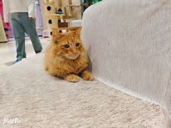 -藏猫猫咖啡主题馆(中央大道店)