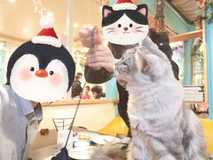 -猫小院猫主题咖啡厅(北锣店)