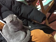 -猫色咖啡·猫咖