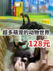 -七巧国萌宠乐园(龙湖天街店)