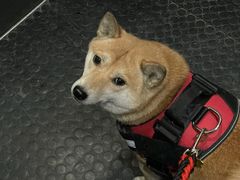 -美联众合动物医院·24h京西诊疗中心