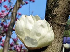 -慧因高丽寺