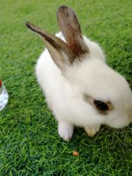 -萌宠亲子动物乐园(槐房万达店)