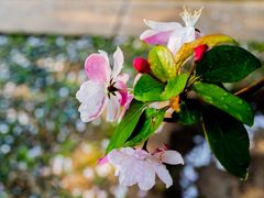 -海棠花溪(元大都城垣遗址公园)