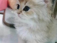 -糯米喵星人总部直营旗舰店·猫舍·幼猫出售