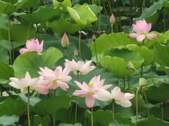 -荔湾湖公园