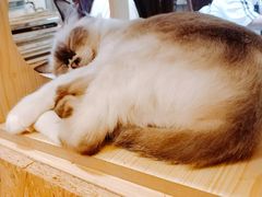 -猫色咖啡·猫咖