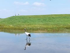 -黑龙江扎龙生态旅游区