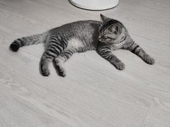 -猫岛主趣味餐厅(鼓浪屿店)