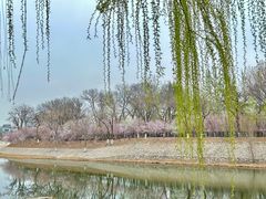 -桃花堤公园