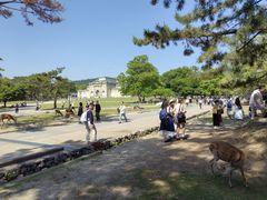 -奈良公园