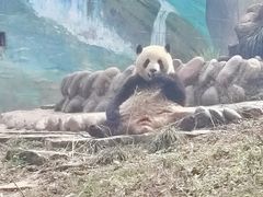 -中国大熊猫保护研究中心雅安碧峰峡基地