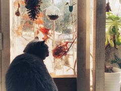 -海边的猫和咖啡馆