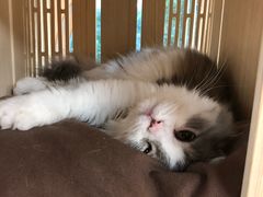 -猫和宫(六道口店)
