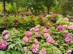 -莲花池公园
