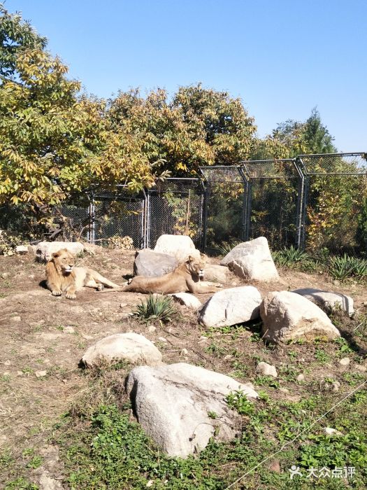 西安秦嶺野生動物園雄獅和雌獅圖片