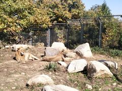 雄狮和雌狮-西安秦岭野生动物园