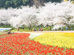 -苏州上方山国家森林公园