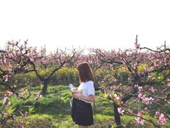 -南汇桃花村