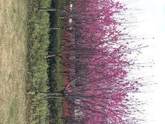 -上海市龙华烈士陵园