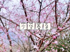 -少华山国家森林公园