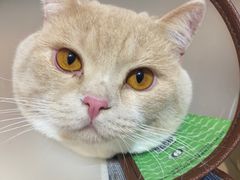 -创凡宠物医院·骨专科  猫科中心(西乡分院)