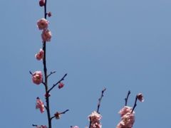 -上海滨江森林公园