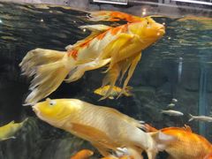 -上海海洋水族馆