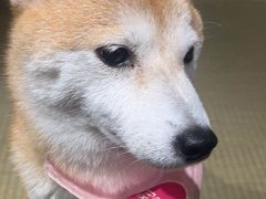 -逗柴咖啡屋·狗咖猫咖宠物桌游