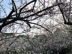 -香雪海