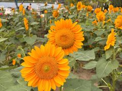 -杭州湾海上花田景区
