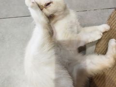 -Heymao猫咖.咖啡厅(东门店)