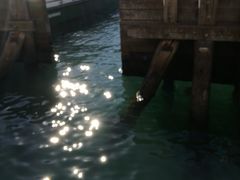 -悉尼歌剧院