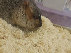 -怪兽屋·羊驼·猫咖·狗咖(俊华广场店)