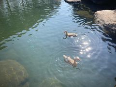 -逸廊大堂吧-下午茶·简餐-千岛湖自由洲际殿