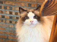 -豆逗聊愈猫阁Easy Life