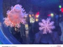 -太平洋海底世界