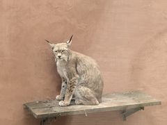 -青藏高原野生动物园