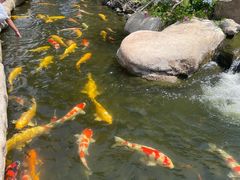 -罗红摄影艺术馆