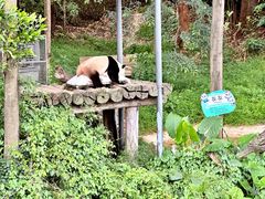 -广州长隆野生动物世界