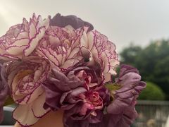 -深圳龙潭公园