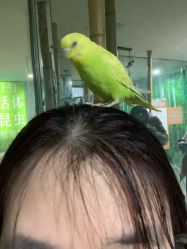 -神奇动物撸宠馆·羊驼·小浣熊·异宠(豫园店)