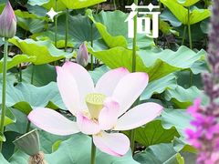 -迎泽公园