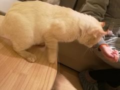 -猫腻·猫咖·撸猫馆(星光大道店)