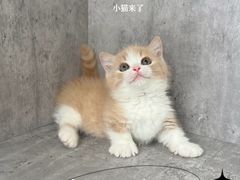 -小猫来了·猫舍(红山六九七九店)