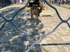 -长白岛森林公园