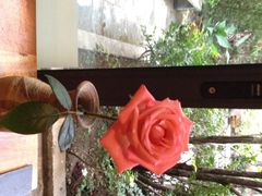 Blue&nbsp;Gecko&nbsp;Cafe(蓝壁虎咖啡厅)-蓝壁虎咖啡酒馆