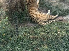 -深圳野生动物园