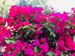 -人民公园(罗湖区)