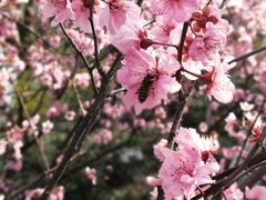 -金鸡湖桃花岛